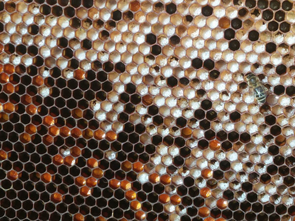 Crystallized honey inside frame cells